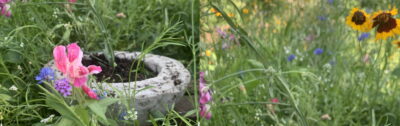 pollinating gardens boulder belgin yucelen